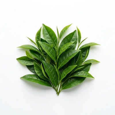Thè verde utilizzato nella formulazione di Slimmatica
